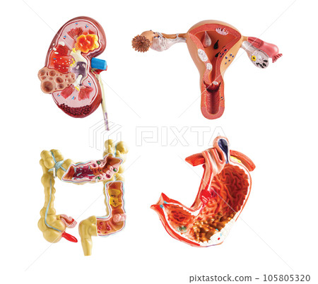 Kidney, Stomach, Uterus and Intestine model isolated on white background, anatomy model for study diagnosis and treatment in hospital. Kidney, Stomach, Uterus and Intestine model isolated on white background, anatomy model for study diagnosis and treatment in hospital. 105805320