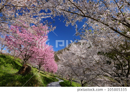 長野縣長野市新福町山水 櫻花名勝二王山長照寺境內的染井吉野、垂枝櫻花、重瓣櫻花 105805335