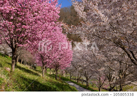 長野縣長野市新福町山水 櫻花名勝二王山長照寺境內的染井吉野、垂枝櫻花、重瓣櫻花 105805338