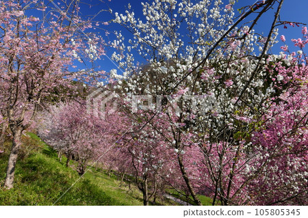 Sansui, Shinpuke-cho, Nagano City, Nagano Prefecture Somei Yoshino, weeping cherry, and double cherry blossoms on the precincts of Niozan Choshoji Temple, a famous spot for cherry blossoms 105805345