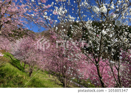 Sansui, Shinpuke-cho, Nagano City, Nagano Prefecture Somei Yoshino, weeping cherry, and double cherry blossoms on the precincts of Niozan Choshoji Temple, a famous spot for cherry blossoms Sansui, Shinpuke-cho, Nagano City, Nagano Prefecture Somei Yoshino, weeping cherry, and double cherry blossoms on the precincts of Niozan Choshoji Temple, a famous spot for cherry blossoms 105805347