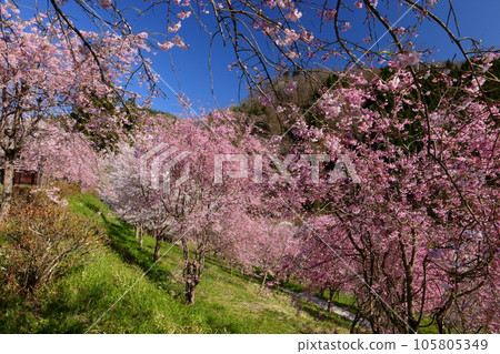 Sansui, Shinpuke-cho, Nagano City, Nagano Prefecture Somei Yoshino, weeping cherry, and double cherry blossoms on the precincts of Niozan Choshoji Temple, a famous spot for cherry blossoms 105805349