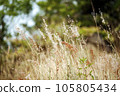 grass flower in the park 105805434