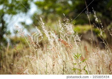 grass flower in the park grass flower in the park 105805434