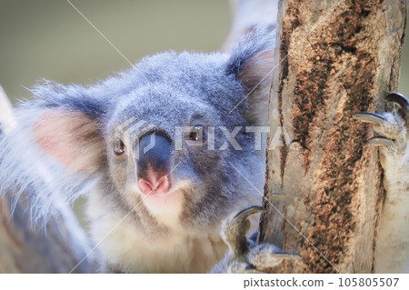 Koala 105805507