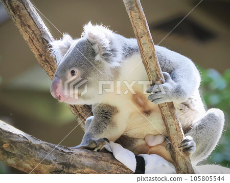 Koala 105805544