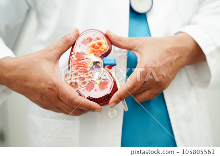 Chronic kidney disease, doctor holding model for treatment urinary system, urology, Estimated glomerular filtration rate eGFR. Chronic kidney disease, doctor holding model for treatment urinary system, urology, Estimated glomerular filtration rate eGFR. 105805561