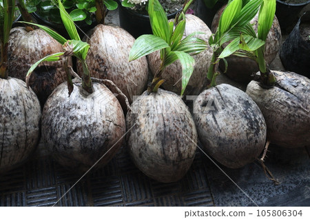 coconut tree on farm for harvest coconut tree on farm for harvest 105806304