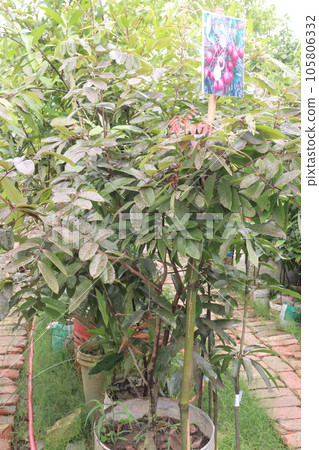 Longan fruit on tree in farm 105806332