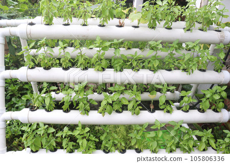 Lemon basil plant on farm 105806336