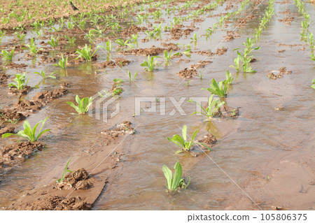 Calendula officinalis flower plant on field Calendula officinalis flower plant on field 105806375