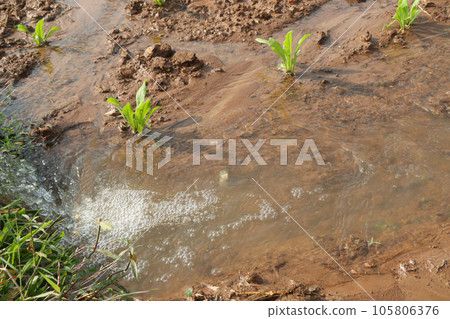 Calendula officinalis flower plant on field Calendula officinalis flower plant on field 105806376