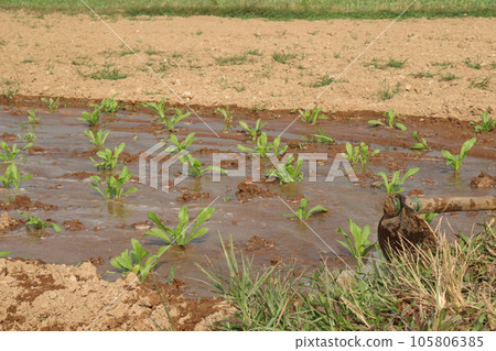 Calendula officinalis flower plant on field Calendula officinalis flower plant on field 105806385