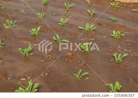 Calendula officinalis flower plant on field Calendula officinalis flower plant on field 105806387
