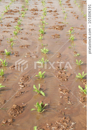 Calendula officinalis flower plant on field Calendula officinalis flower plant on field 105806391