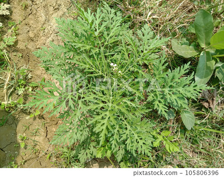 Santa Maria feverfew on forest an aromatic herb 105806396