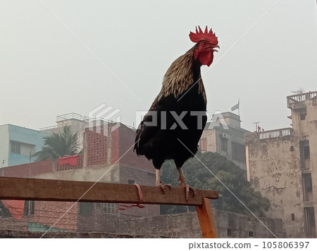 Rooster Chicken on farm for harvest 105806397