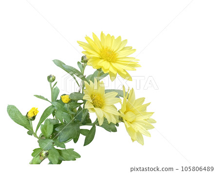 Gerbera flowers isolated on transparent background 105806489
