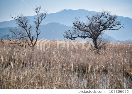 Photographing reedbeds in the water district of Omihachiman City, Shiga Prefecture 105806625