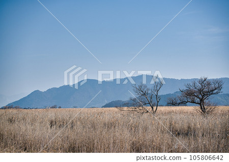 Photographing reedbeds in the water district of Omihachiman City, Shiga Prefecture 105806642