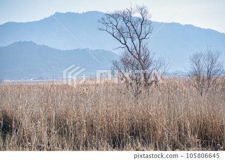 Photographing reedbeds in the water district of Omihachiman City, Shiga Prefecture 105806645