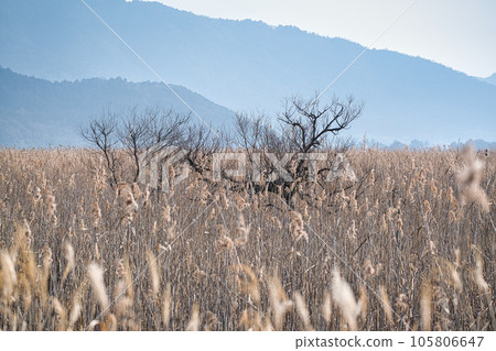 Photographing reedbeds in the water district of Omihachiman City, Shiga Prefecture Photographing reedbeds in the water district of Omihachiman City, Shiga Prefecture 105806647