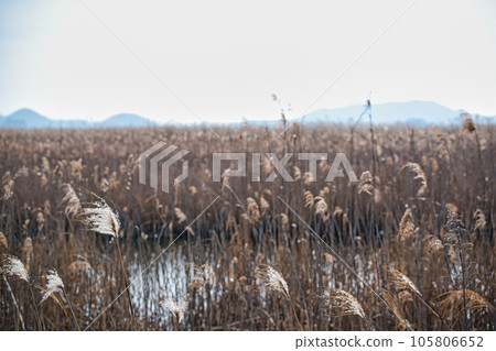 在滋賀縣近江八幡市水域拍攝蘆葦叢 105806652