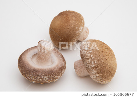 香菇（香菇） 105806677