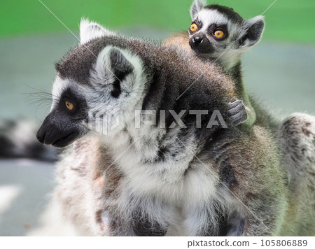Wolverine lemur 105806889