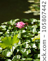 Lotus flower  105807442