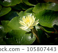 Water lily flowers 105807443