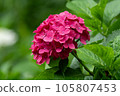 hydrangea   105807453