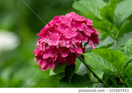 hydrangea hydrangea 105807453