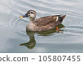 Duck 105807455