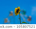 sunflower	 105807521