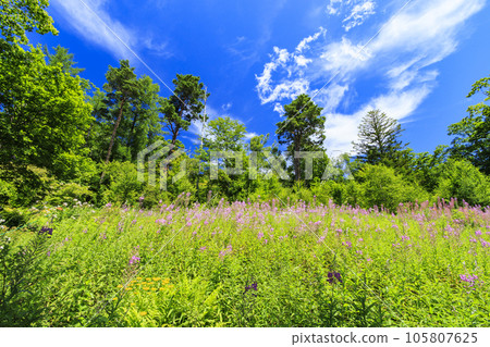 Willow herb in full bloom Yachiho Kogen Nature Park 105807625