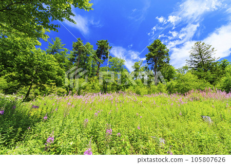 Willow herb in full bloom Yachiho Kogen Nature Park 105807626