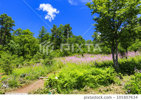 Willow herb in full bloom Yachiho Kogen Nature Park 105807634