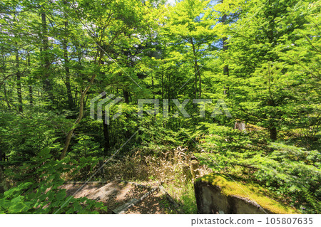 八千穗高原自然公園盛開的柳樹 105807635