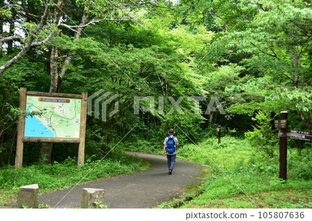 箱根町白百合台圓地野鳥森林入口和深綠色的步行道 105807636