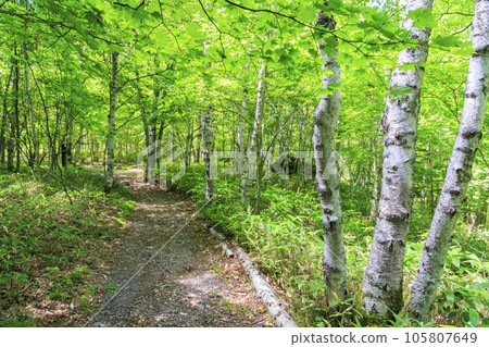 八千穗高原自然公園盛開的柳樹 八千穗高原自然公園盛開的柳樹 105807649