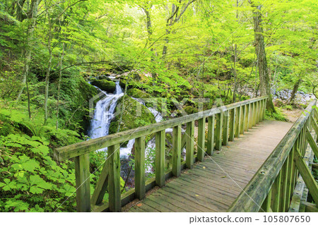 八千穗高原自然公園盛開的柳樹 105807650