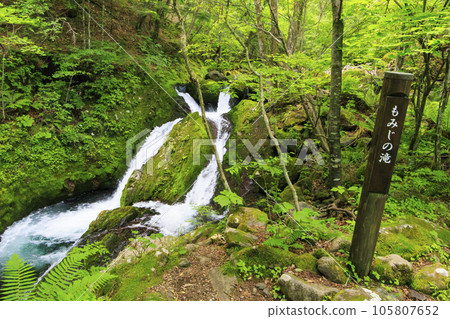 Willow herb in full bloom Yachiho Kogen Nature Park 105807652
