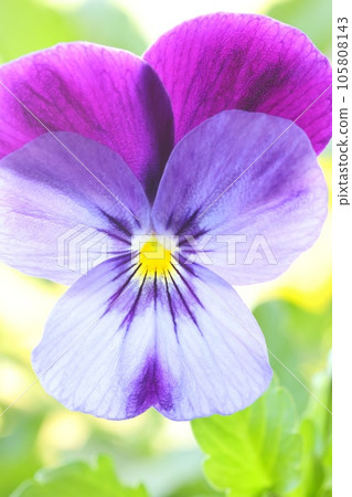 紫羅蘭色三色堇透明花瓣紫色花明亮的背景 紫羅蘭色三色堇透明花瓣紫色花明亮的背景 105808143