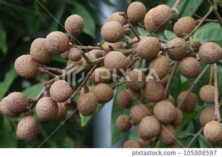 Longan fruit on tree in farm Longan fruit on tree in farm 105808597
