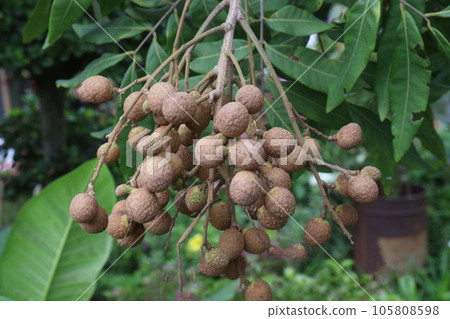 Longan fruit on tree in farm 105808598