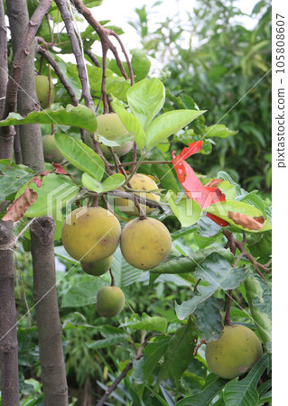 Santol fruit on tree in farm 105808607