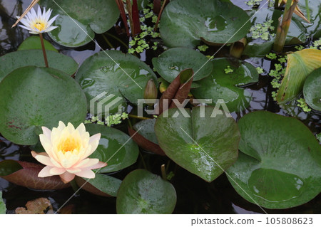 Pygmy water lily flower plant on pot in farm Pygmy water lily flower plant on pot in farm 105808623