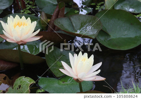 Pygmy water lily flower plant on pot in farm Pygmy water lily flower plant on pot in farm 105808624