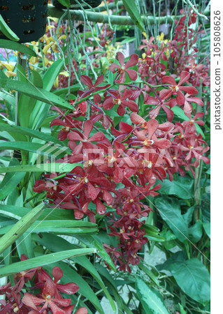 Vanda flower plant on farm Vanda flower plant on farm 105808626
